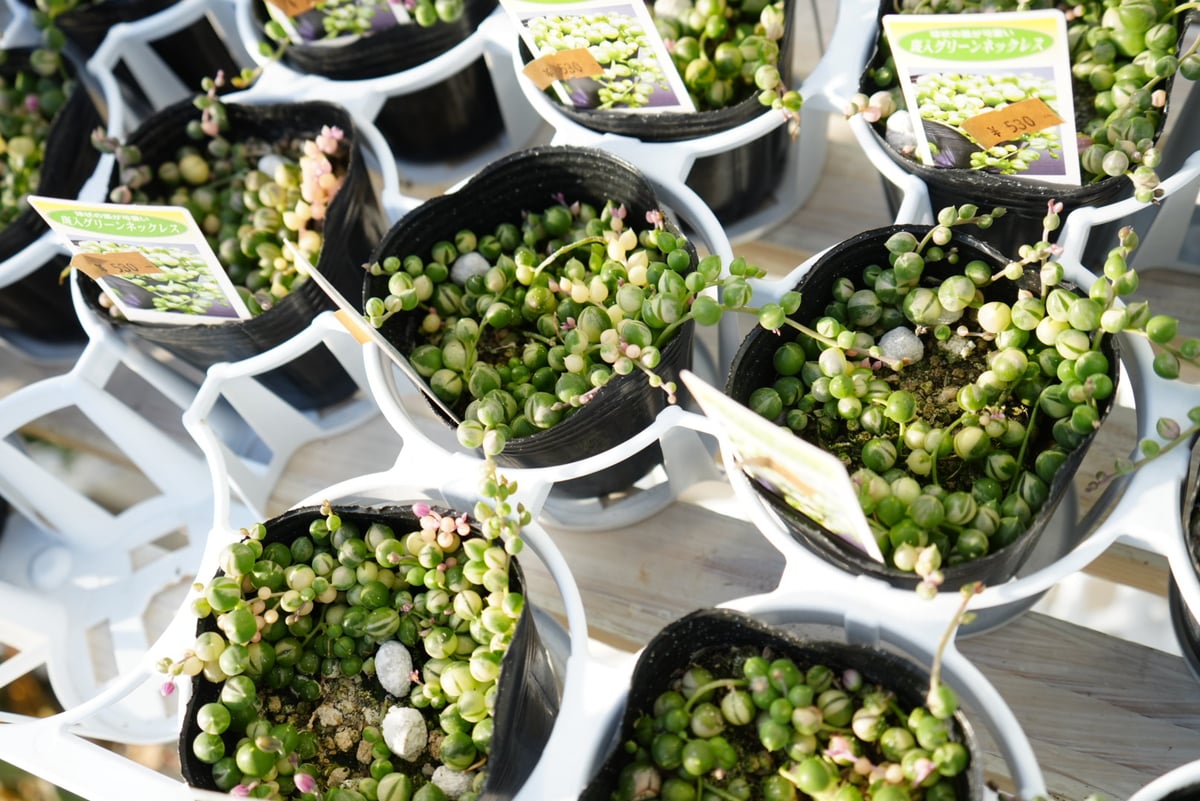 斑入り グリーンネックレス 3号 寄せ植えに多肉植物 ネックレス系