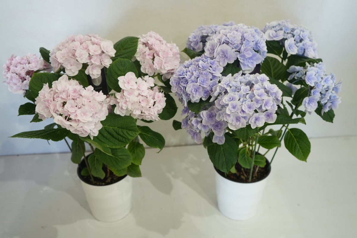 月影」5.8号鉢 鉢植え ギフト プレゼント 紫陽花 上品 幻想的 花ギフト