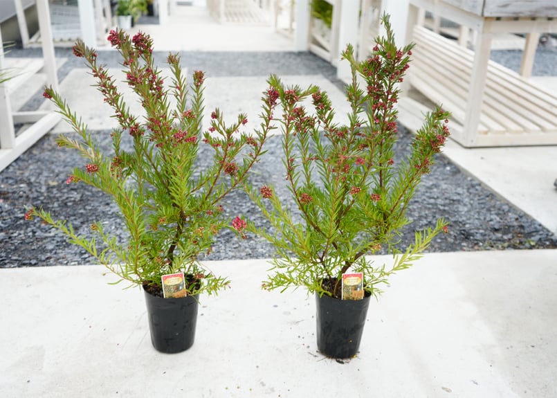 グレビレア ジョンエバンス 3.5号 苗木 ドライフラワーで人気 切れ葉が