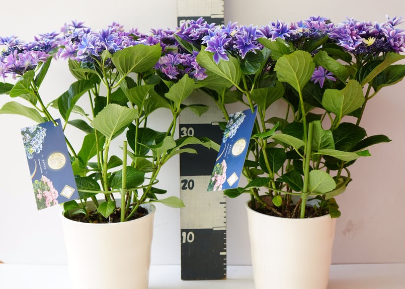 紫陽花 月虹 gekko 5号 ブルー ウェーブかかる花弁 母の日 紫陽花 月虹 gekko 5号 ブルー ウェーブかかる花弁 母の日