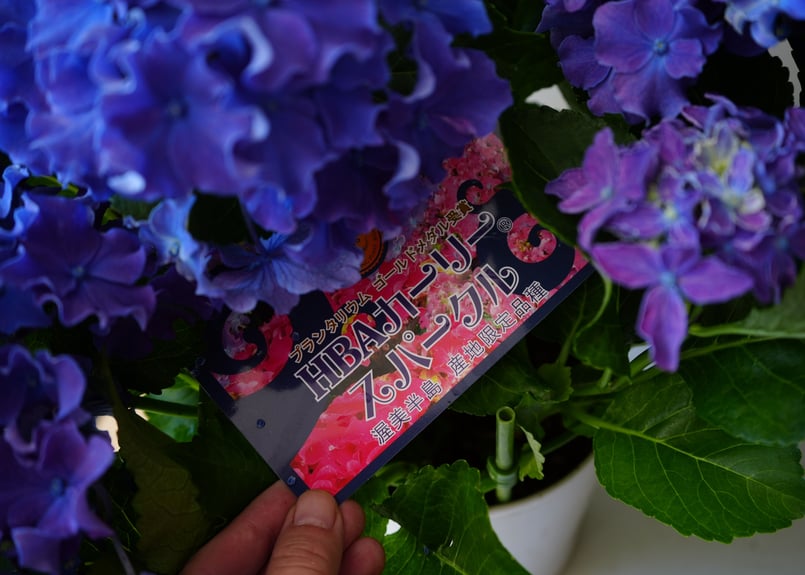 紫陽花 カーリースパークル ブルー 5号 西洋アジサイ 母の日 贈り物