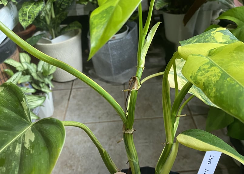 フィロデンドロン ドメスティカム 4号 観葉植物 斑入り レア イエロー