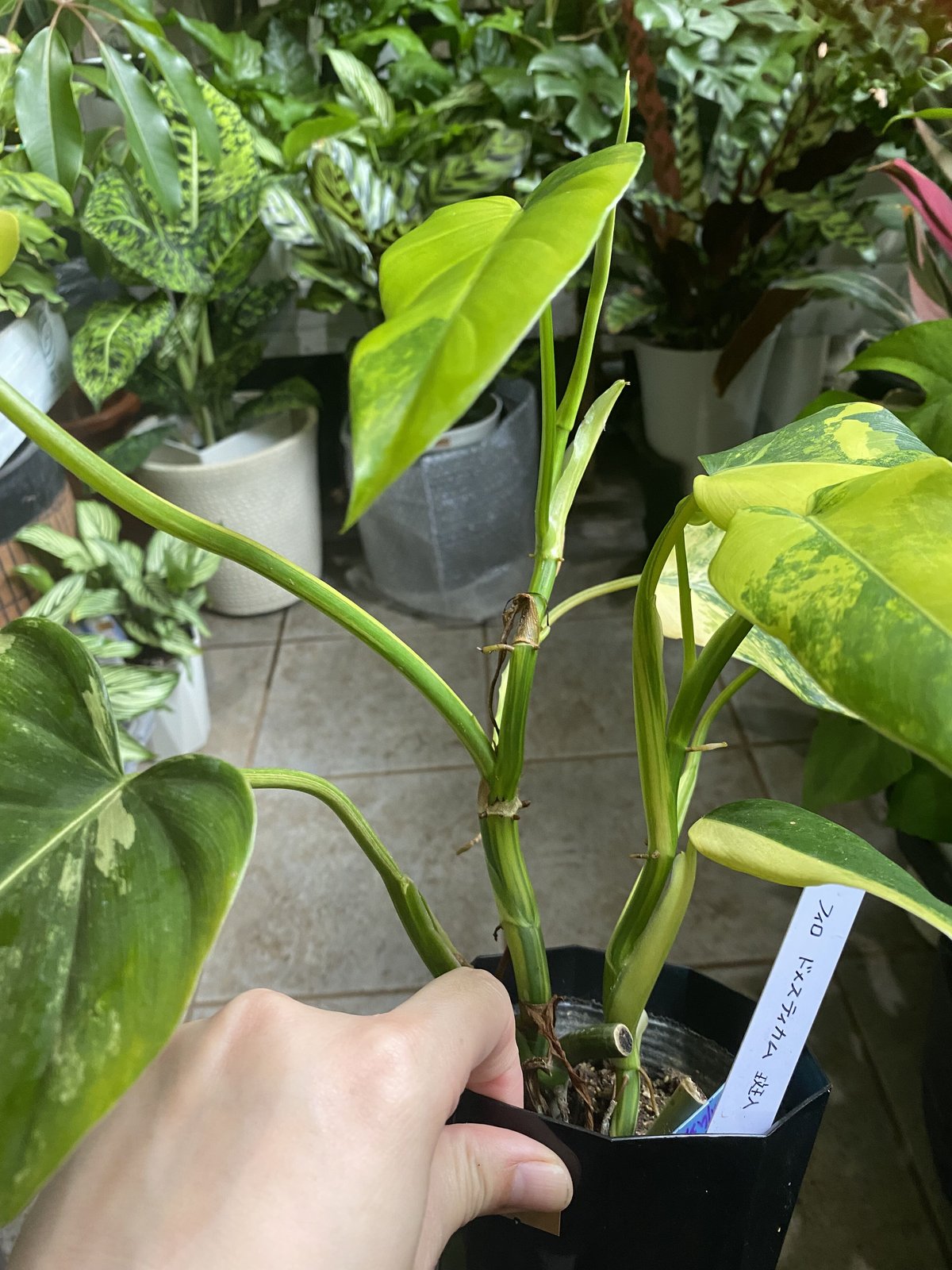 フィロデンドロン ドメスティカム 4号 観葉植物 斑入り レア イエロー