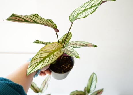 カラテア ホワイトスター 4号 個性的な模様  ストライプが美しい 観葉植物
