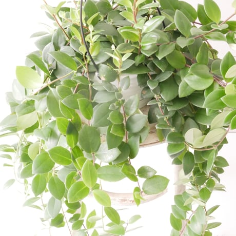 エスキナンサス | STORES