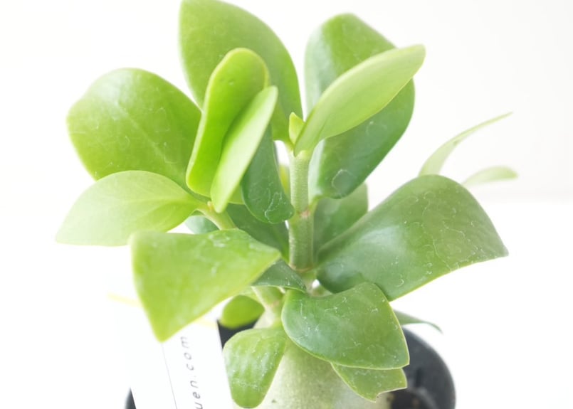 ヒドノフィツム 蟻の巣玉 Hydnophytum formicaruヒドノフィツム 2.5号｜