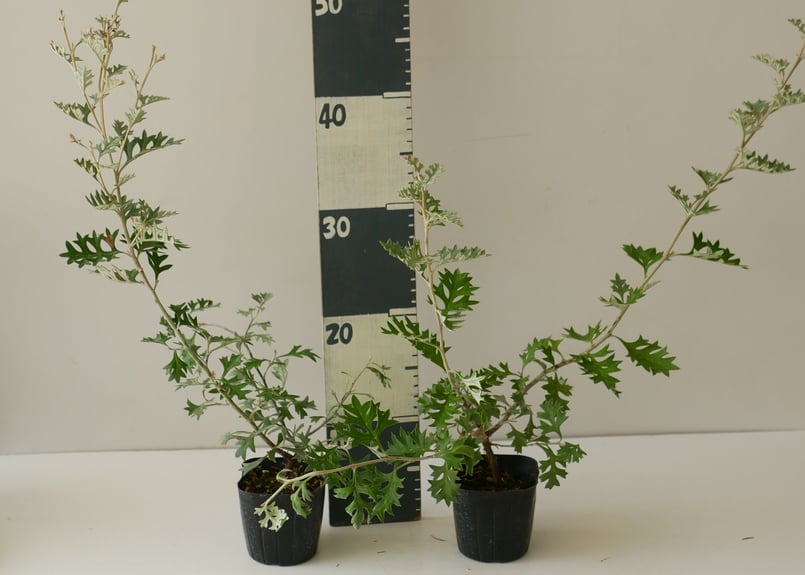 ロック グレビレア オージープランツ シルバーリーフが可愛い 常緑低木