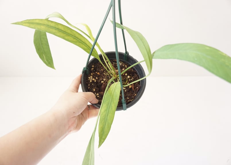 現品】アンスリューム・ ビタルフォリアム 7号 G3番 アンスリウム