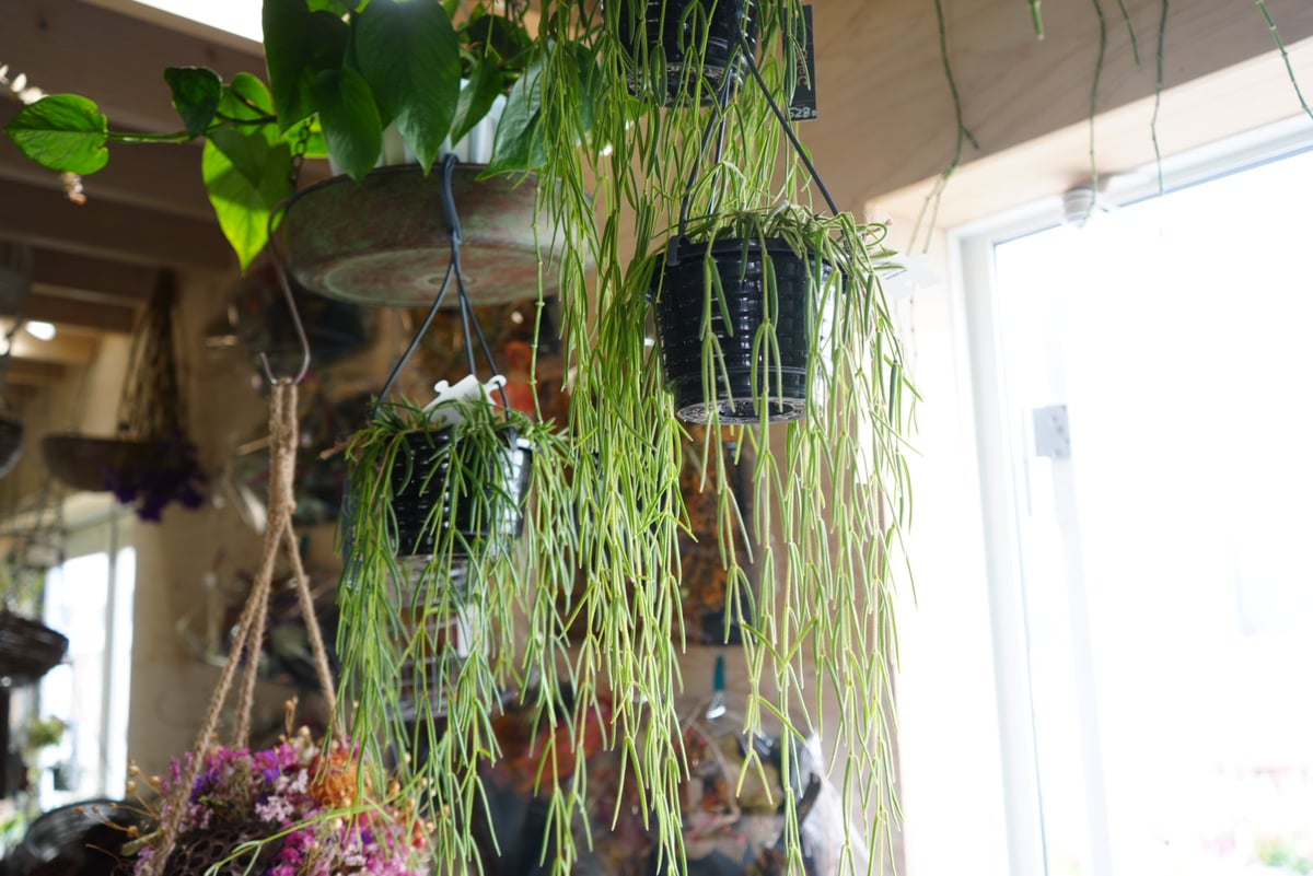 ホヤ リネアリス 4号 細く伸びる ハンギングプランツ 白いお花が咲く