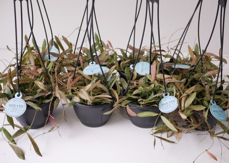 ホヤ シギラティス 5号 吊り鉢 斑入り 細葉 希少 ハンギング まだら