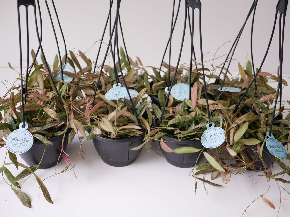 ホヤ シギラティス 5号 吊り鉢 斑入り 細葉 希少 ハンギング まだら