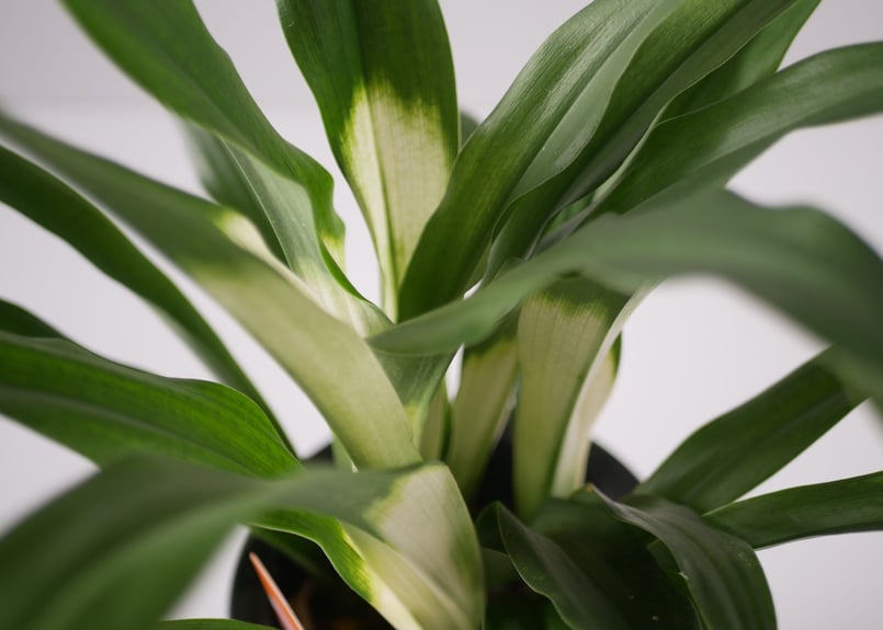 オモト 縁起物 万年青 5.5寸 縁起物 引っ越し 開業祝い 長寿 斑入り