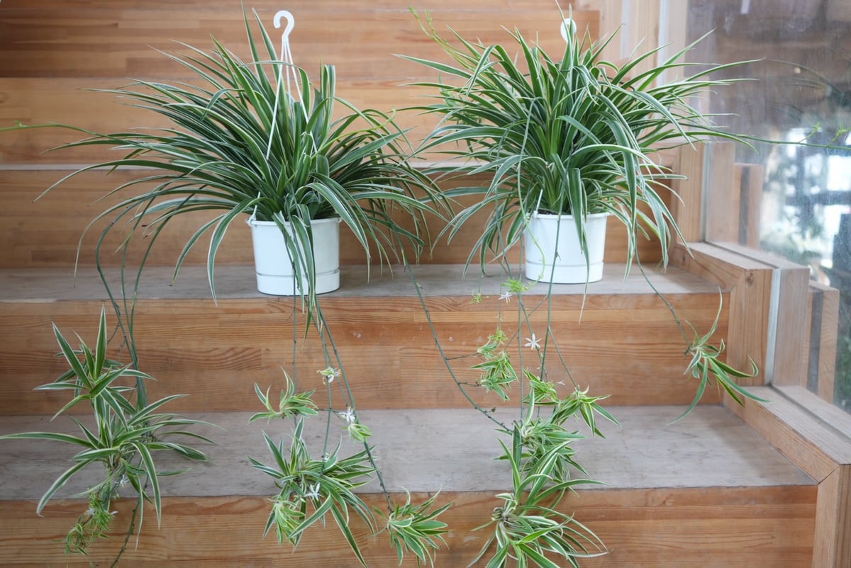 新品　観葉植物　オリヅルラン　5株付いています オリヅルラン 5号｜爽やかな 斑入り 葉が美しい 人気 観葉植物