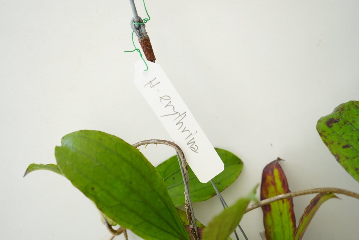 ホヤ エルスリナ 吊り鉢 Hoya erythrina 着生植物 レア植物 ホヤ エルスリナ 吊り鉢 Hoya erythrina 着生植物 レア植物