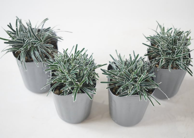 クリスタルグラス 2.5号 フィキニア 寄せ植え 観葉植物 リーフプランツ