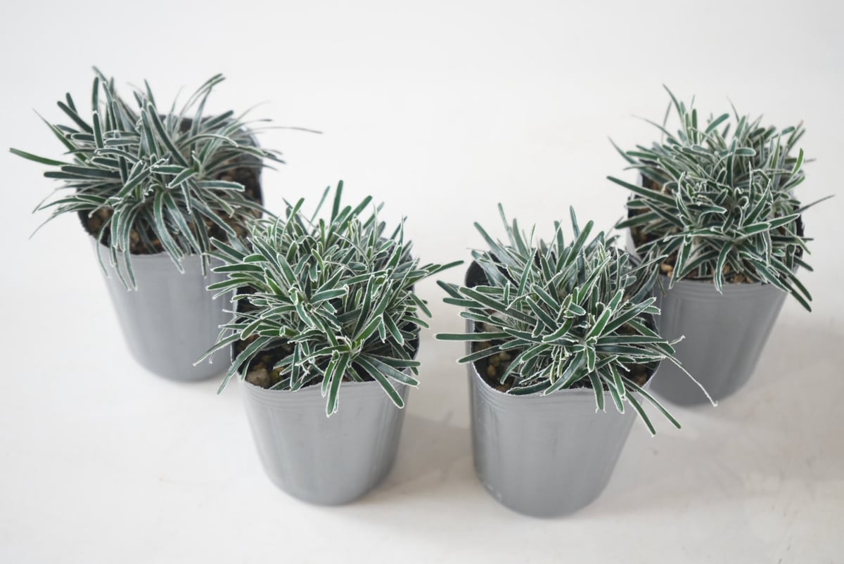 葉っぱ型クリスタル クリスタルグラス 2.5号 フィキニア 寄せ植え 観葉植物 リーフプランツ