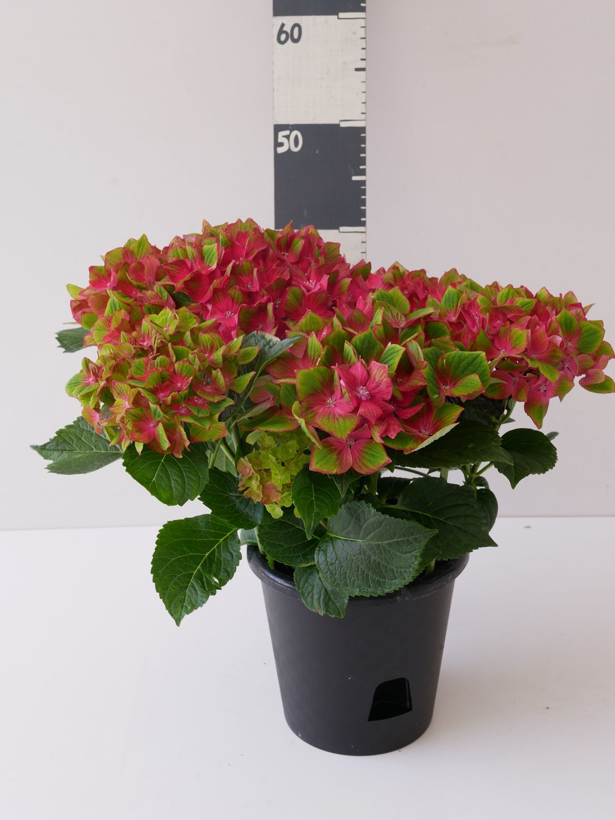 BigLush 45 バルサ　サンスイ別注モデル　レア！ 紫陽花 5.5号 サクソン シュロスバッカーバルト | インテリアグリーン