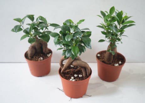 ガジュマル 4号｜幸せを呼ぶ人気の観葉植物｜個性的な根姿が可愛いインテリアグリーン｜ｶﾞｼﾞｭﾏﾙ ｶﾞｼﾞｭﾏﾙ 4号