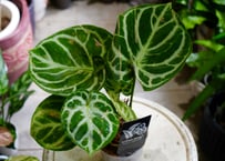 アンスリウム ドラヤキ クリスタリナム 3.5号 レア植物 モザイク様で透ける葉脈 キラキラ輝く葉