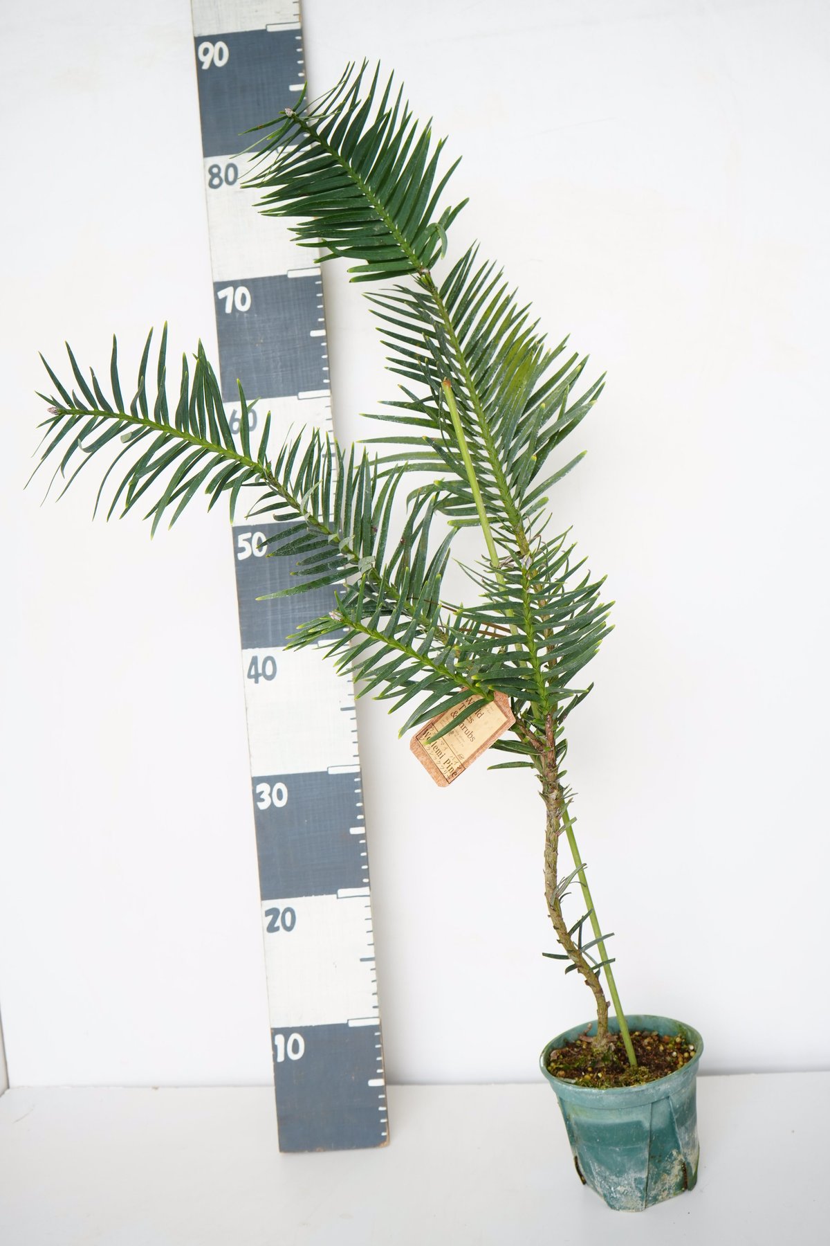 Wollemia nobilis ウォレマイパイン ジュラシックツリーH750 fit=scale-down,w=1200