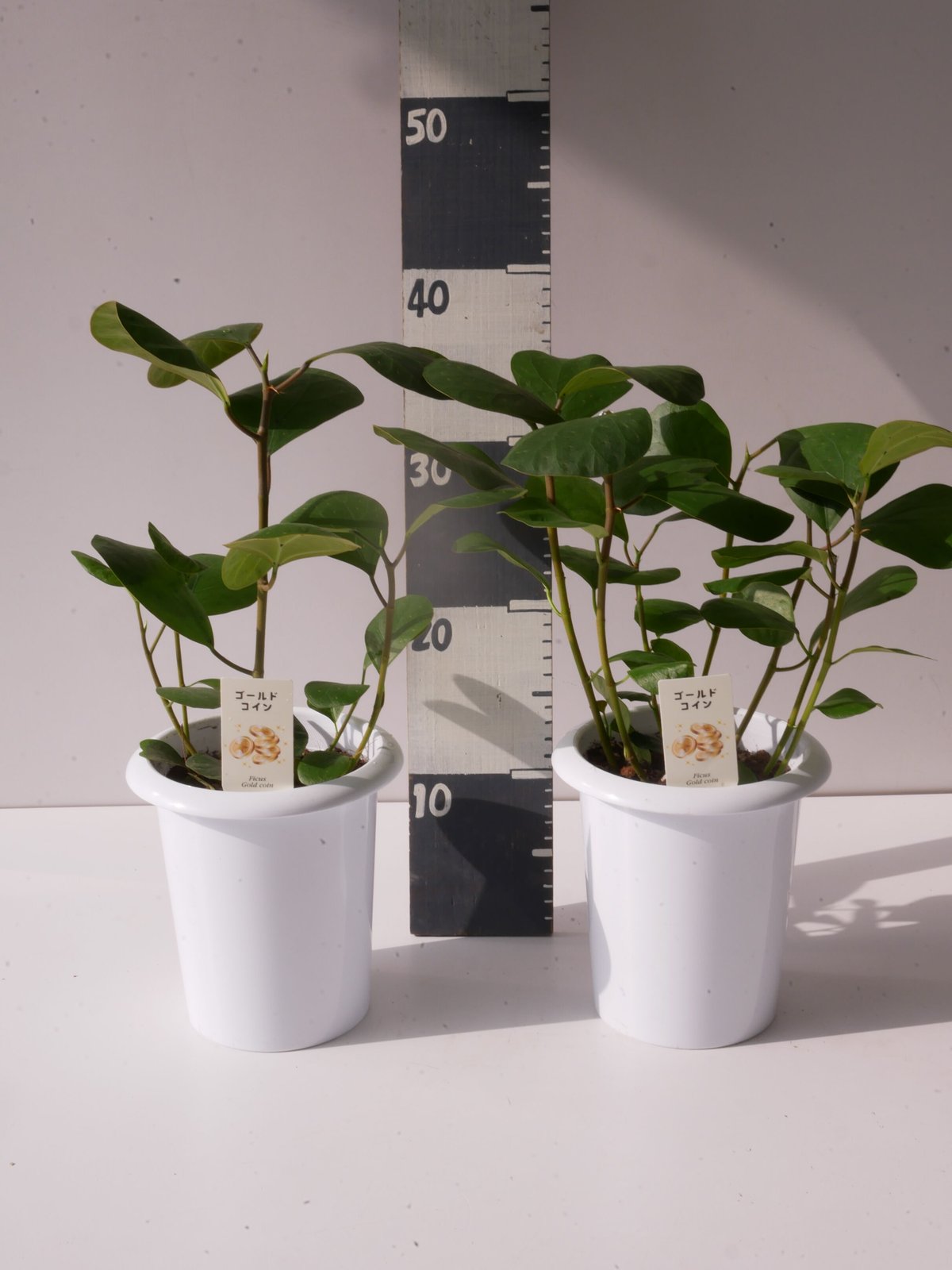 フィカス ゴールドコイン ゴムの木 コバンボダイジュ | インテリアグリーンとギフトプランツコ...