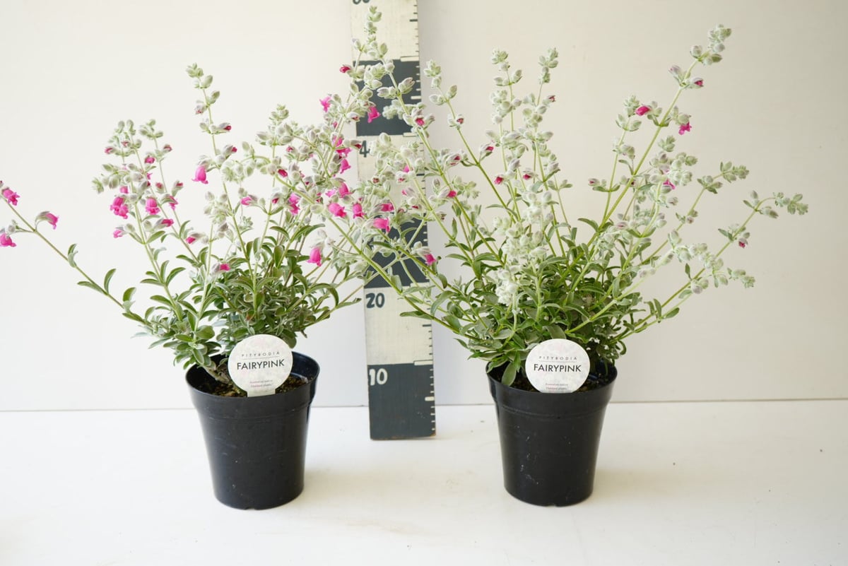 ピティロディア フェアリーピンク5号 可愛いランプ状の花 オージー