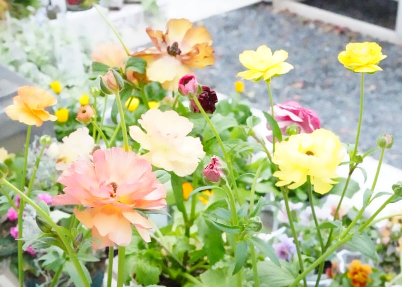 おまかせ】 ラナンキュラス ラックスシリーズ 艶やかで輝く花 毎年