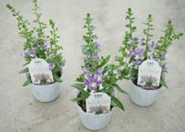 アンゲロニア ウェッジウッドブルー｜涼やかなブルーの花が魅力｜暑さに強い人気花苗｜アンゲロニア　ウェッジウッドブルー 外花苗