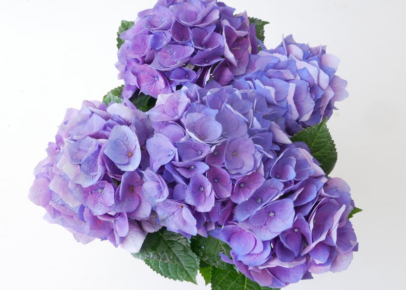 ラッピング込み】紫陽花 パープル | インテリアグリーンとギフト