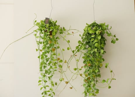 ディスキディア⑤　着生植物   ハンギンググリーン  ロング