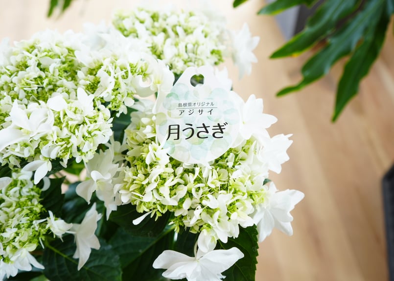 専用）紫陽花 月うさぎ 5号 人気ホワイトカラー 母の日 贈り物
