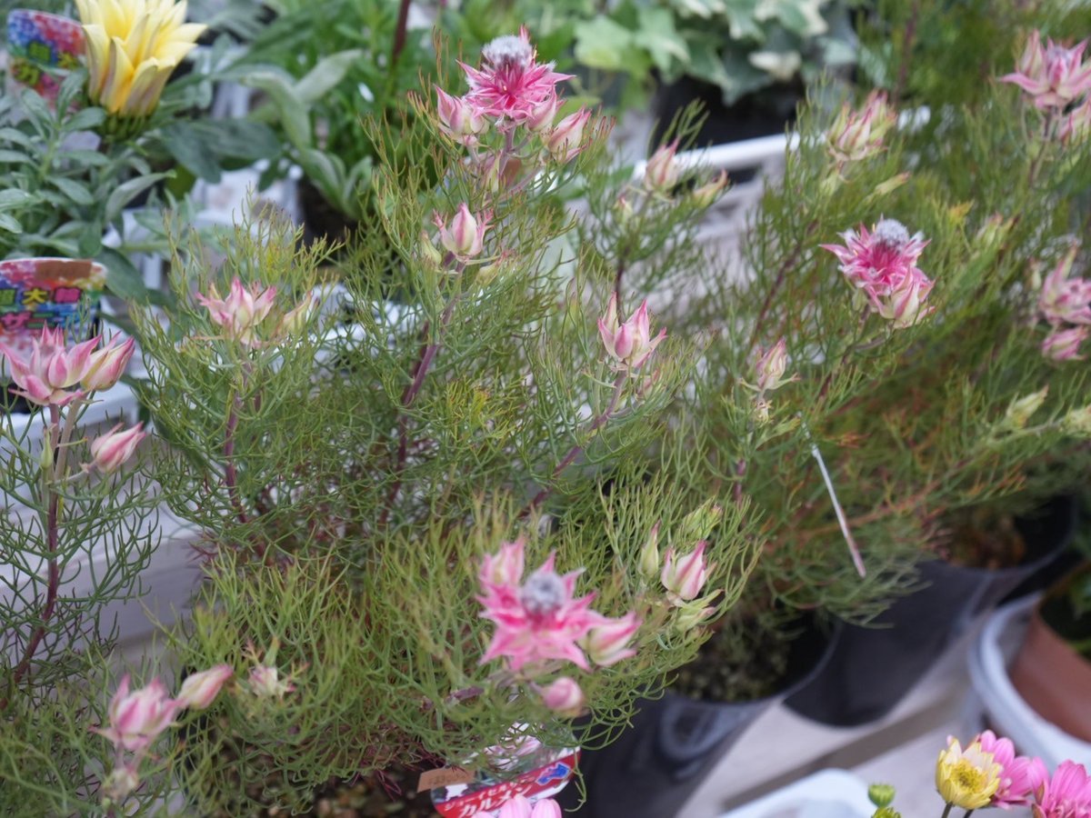 ジョーイセルリア カルメン 5号 優しいピンクの花 | インテリア ジョーイセルリア カルメン 5号 優しいピンクの花 | インテリア