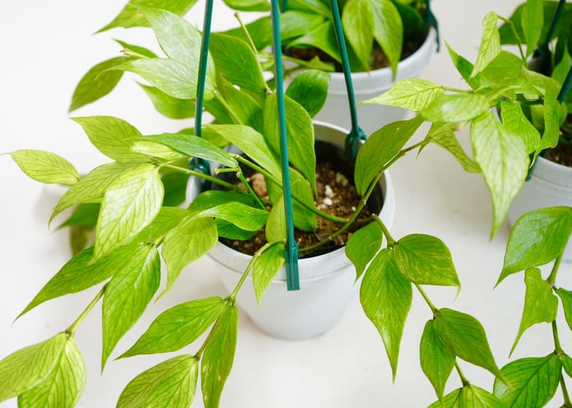 ホヤ フィッシュテール 4号 吊り鉢 ポリネウラ 育てやすい 観葉植物