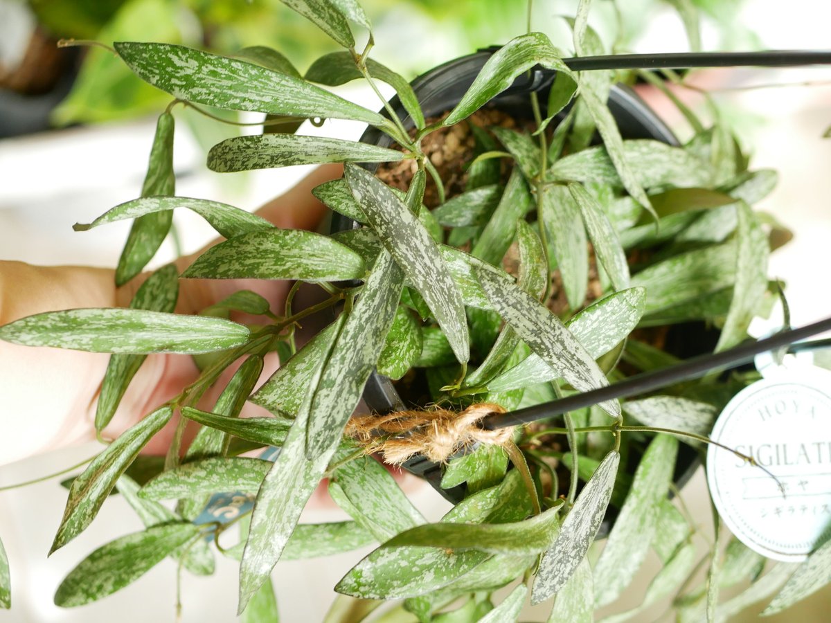 ホヤ シギラティス 5号 吊り鉢 斑入り 細葉 希少 ハンギング まだら