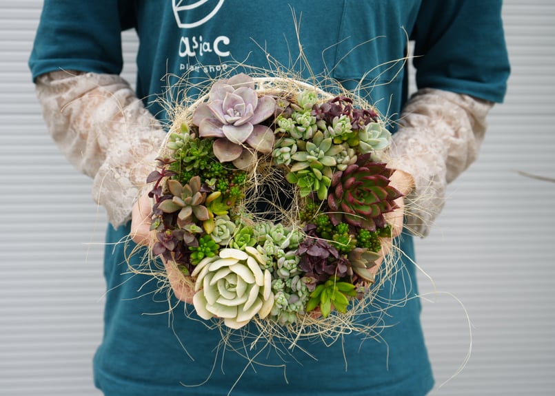 ラッピング込み〗おまかせ 多肉植物リースM 丸型 幸せのリース