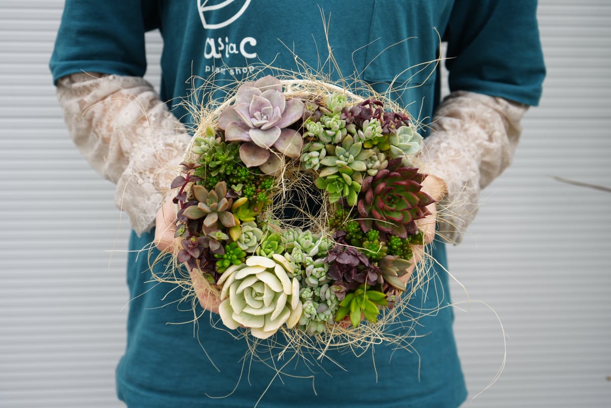 確認用　多肉リース 多肉植物 寄せ植え succulent wreath M(多肉リースM)【多肉植物 サイズ