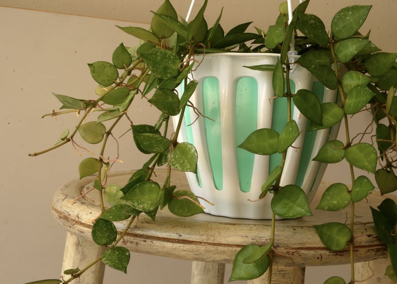 ホヤ クローニアナシルバー 5号 吊り鉢 白い斑入り ハンギング