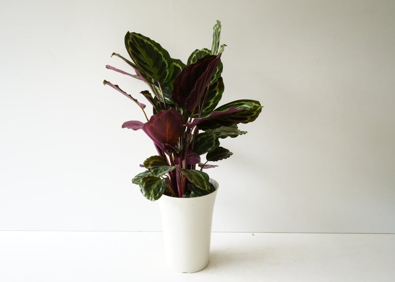 カラテア メダリオン 7号 丸葉 葉裏は赤紫色 観葉植物 葉柄が美しい