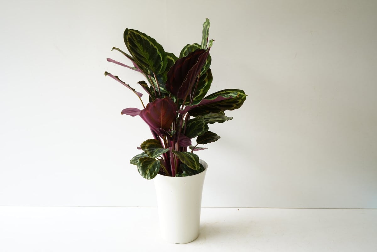 カラテア メダリオン 7号 丸葉 葉裏は赤紫色 観葉植物 葉柄が美しい カラテア メダリオン 7号 丸葉 葉裏は赤紫色 観葉植物 葉柄が美しい