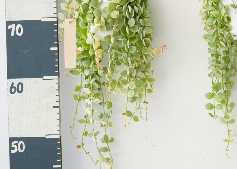 ディスキディア ヌンムラリア バリエガータ 2.5号 吊り鉢 ぷっくりした