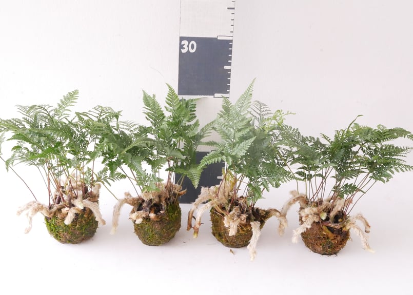 トキワシノブ 苔玉 観葉植物 シダ | インテリアグリーンとギフト