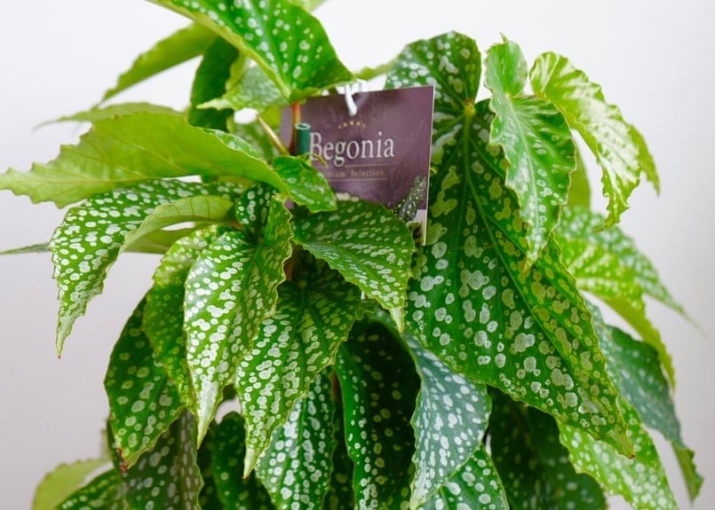 かずやです♪2点セット！オーガスタ　木立ベゴニア6鉢　苗　苗木　そよ風 かずや様専用です♪2点セット！オーガスタ 木立ベゴニア6鉢 苗