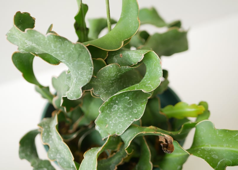 ドラゴンフルーツ 森林性サボテン 観葉植物 実がなる ピタヤ