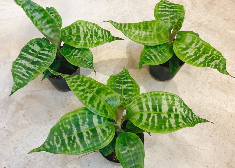 ドラセナ ゴルディアナ 鉢 レア 希少 激レア】ドラセナ・ゴール