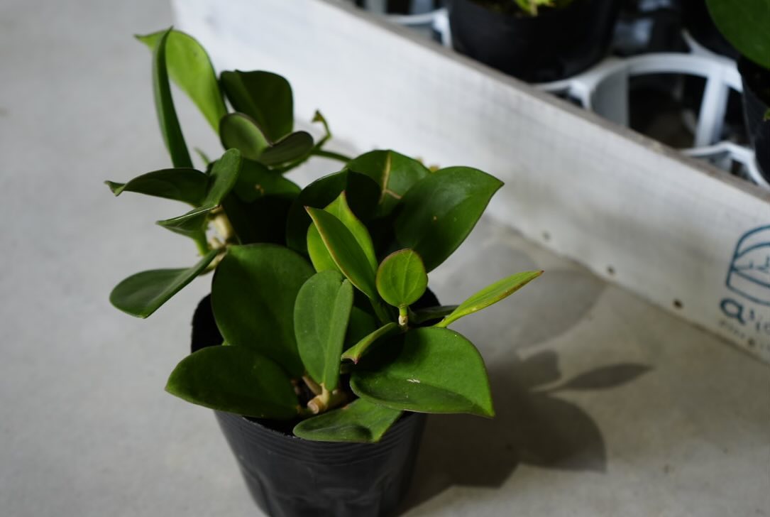 ホヤ マチルダ 斑入り 16 ホヤ マチルダ斑入り 内斑 激レア mathilde variegated - メルカリ