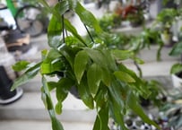 チャメロプス セリフェラ 8号 かっこいいシルバーリーフ ヤシ