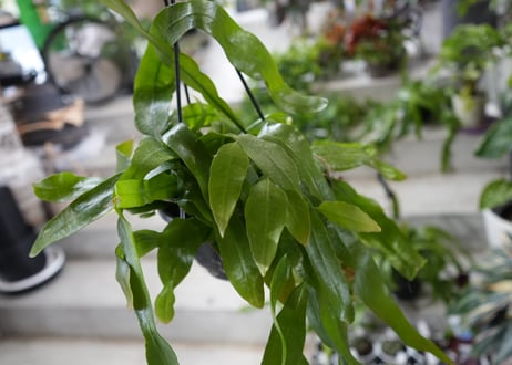 CATEGORY ハンギングプランツ | インテリアグリーンとギフトプランツ