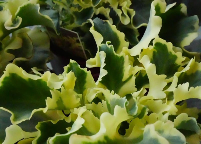 カランコエ 斑入り ラキニアータ 4号 多肉植物 ウェーブする ひらひら