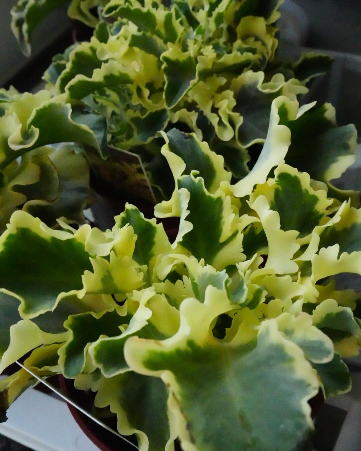 カランコエ 斑入り ラキニアータ 4号 多肉植物 ウェーブする ひらひら