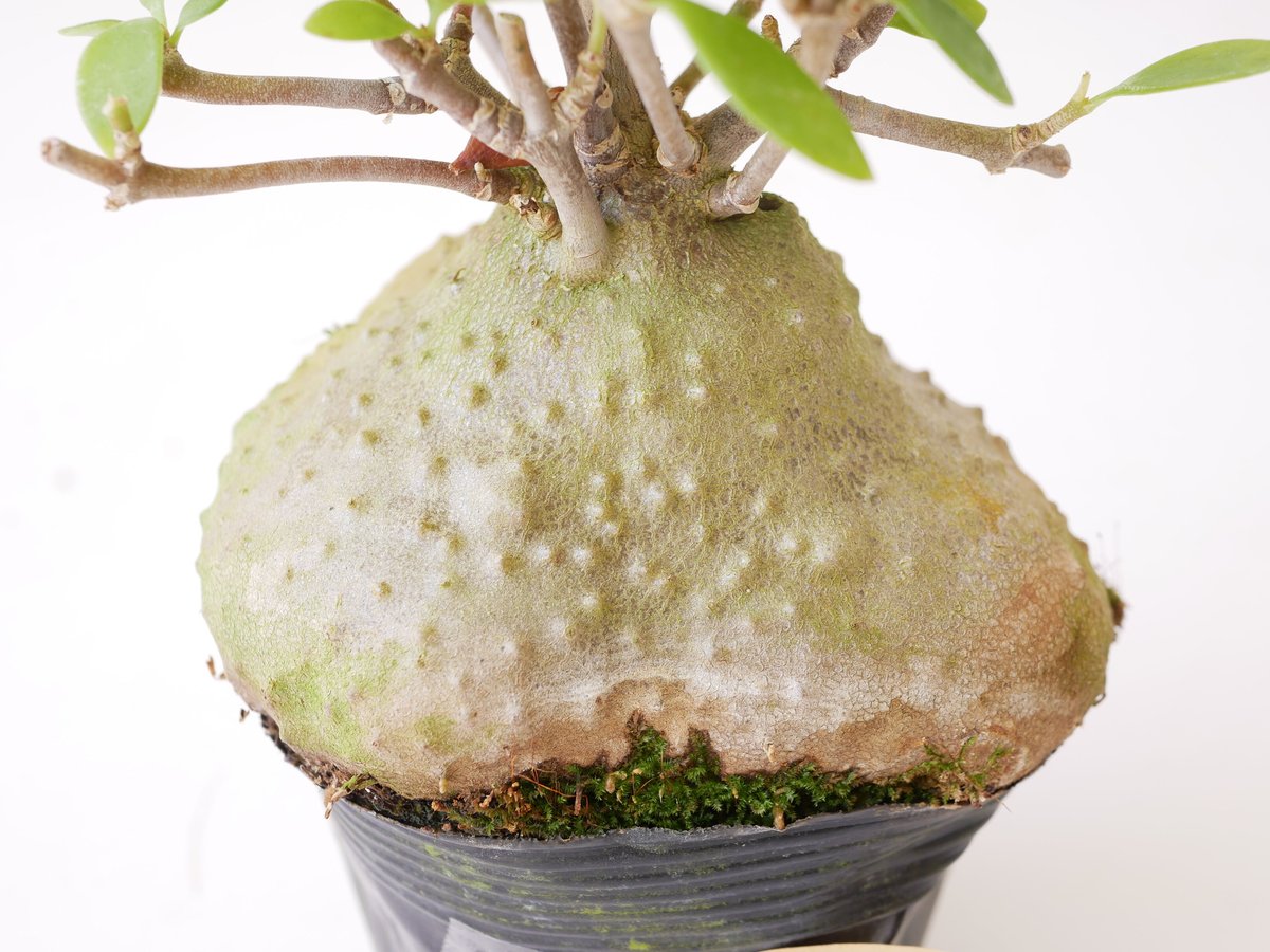 ヒドノフィツム 蟻の巣玉 Hydnophytum formicarum | インテリア